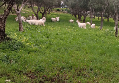 Agriturismo Villetta Fattoria Terra E Libert